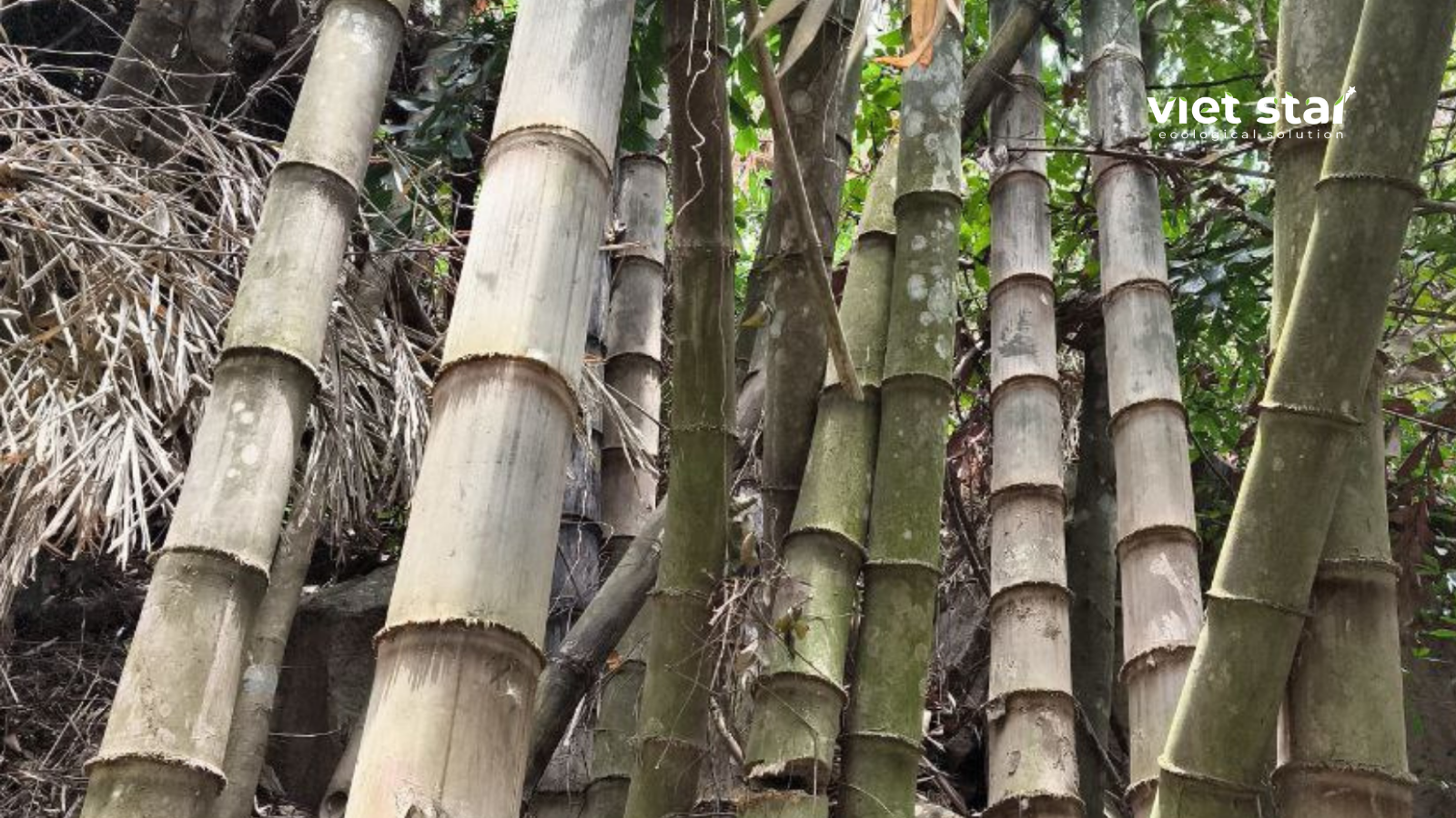 Các cây giống tre khổng lồ việt nam viet star bamboo