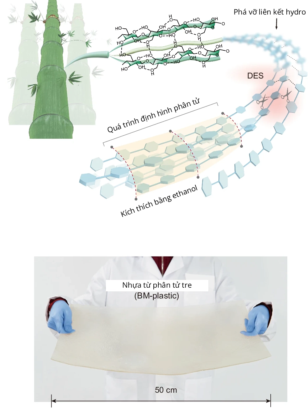 Quy trình làm nhựa từ tre. Ảnh và đồ họa: Nature
