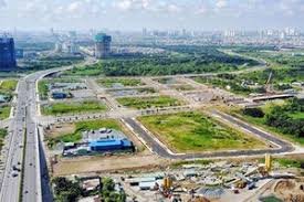 Ở Việt Nam có tre khổng lồ không? Những tỉnh nào Việt Nam có tre khổng lồ