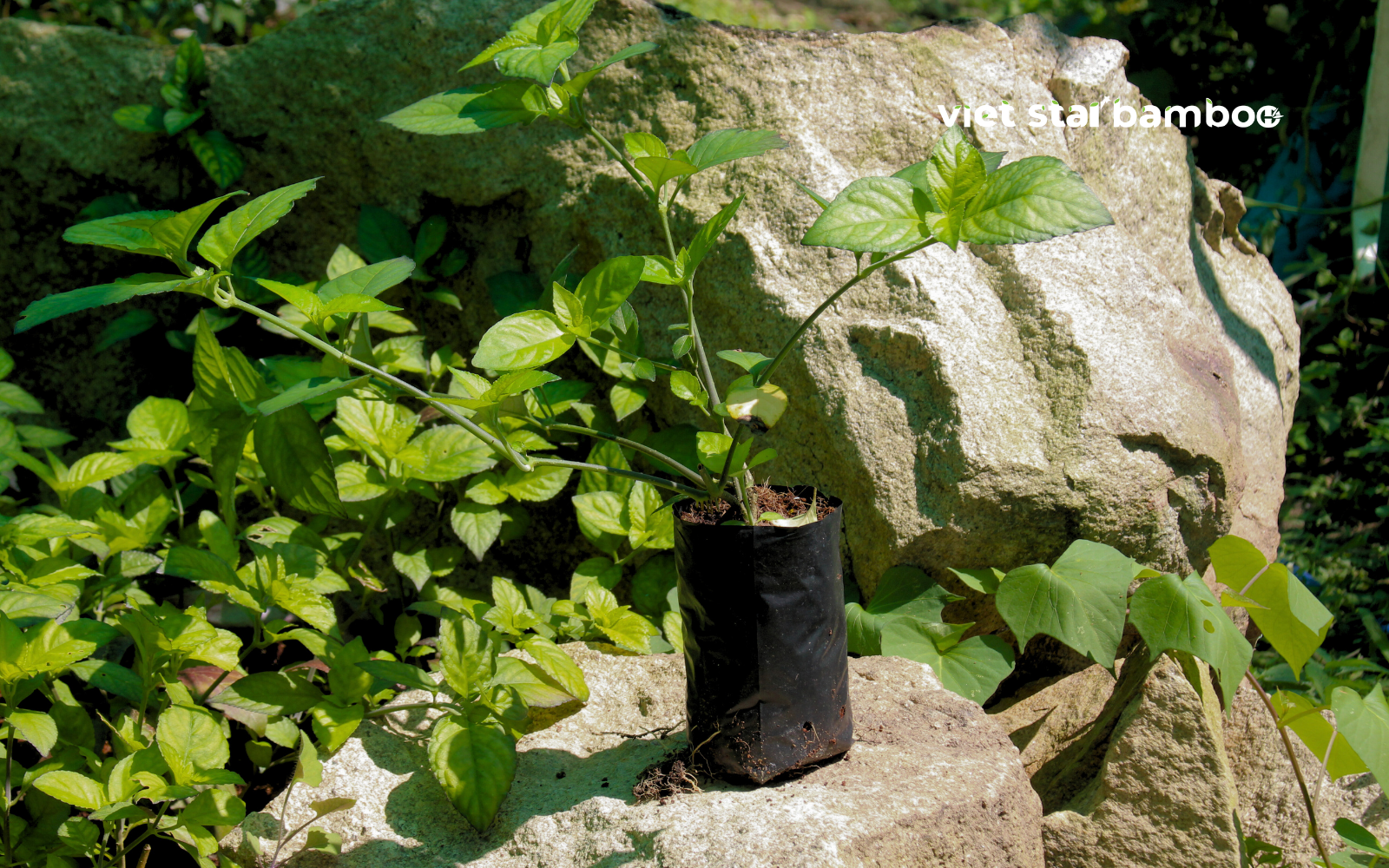 Cây giống Trà Tiên Núi Cấm