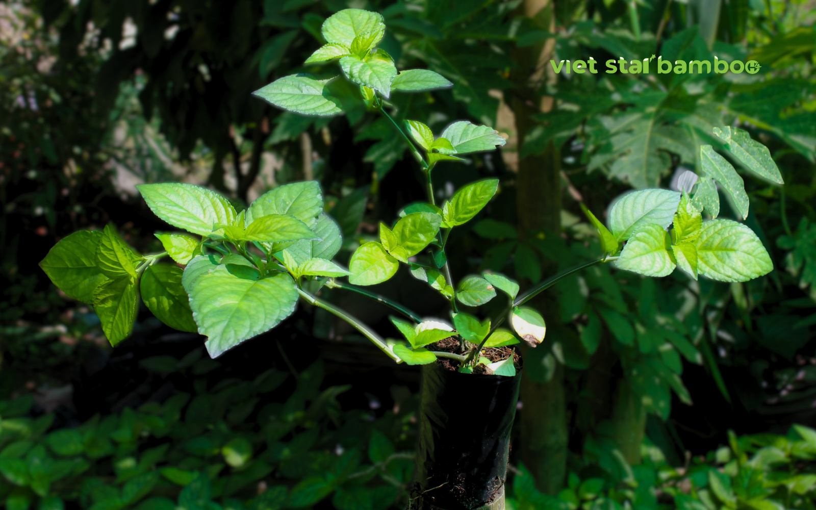 Xây dựng khu bảo tồn dược liệu Trà Tiên kết hợp phát triển du lịch tại Núi Cấm