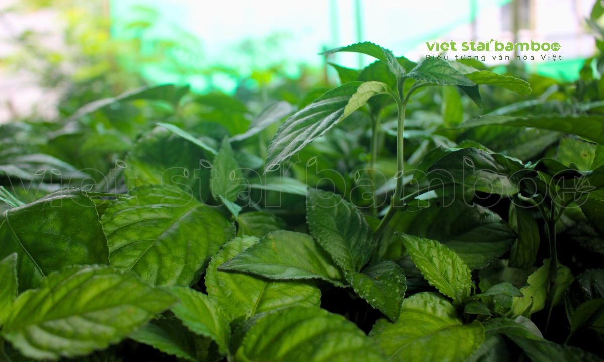 Cây Trà Tiên Núi Cấm, công dụng và cách dùng