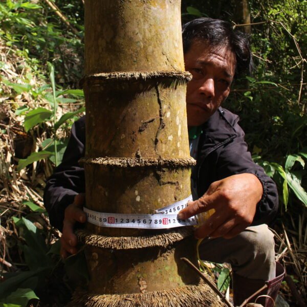 Tre khổng lồ Việt Nam