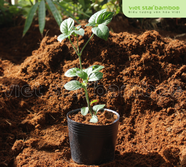 Trà Tiên Núi Cấm