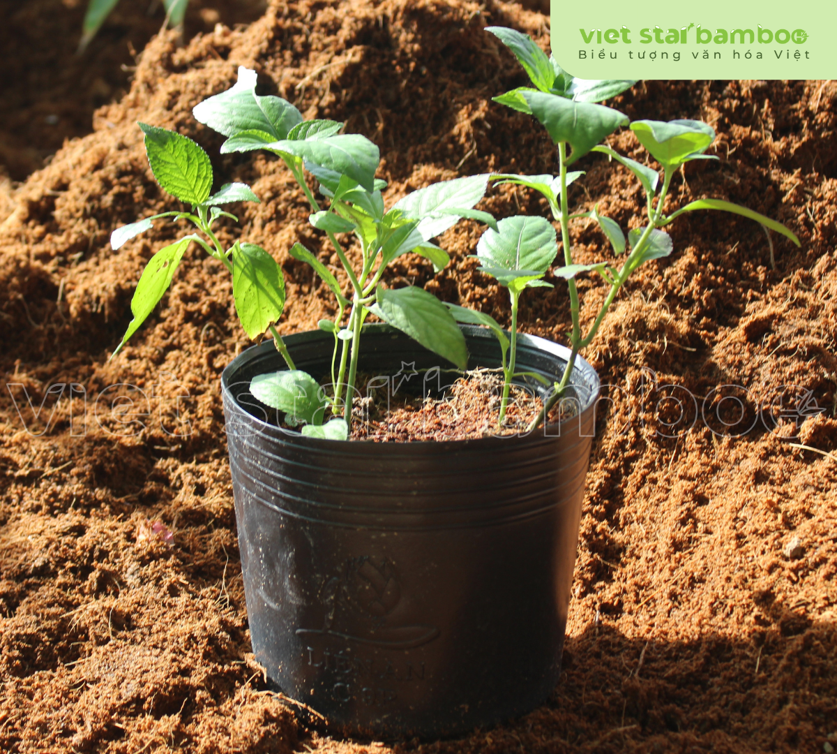 Trà tiên núi cấm