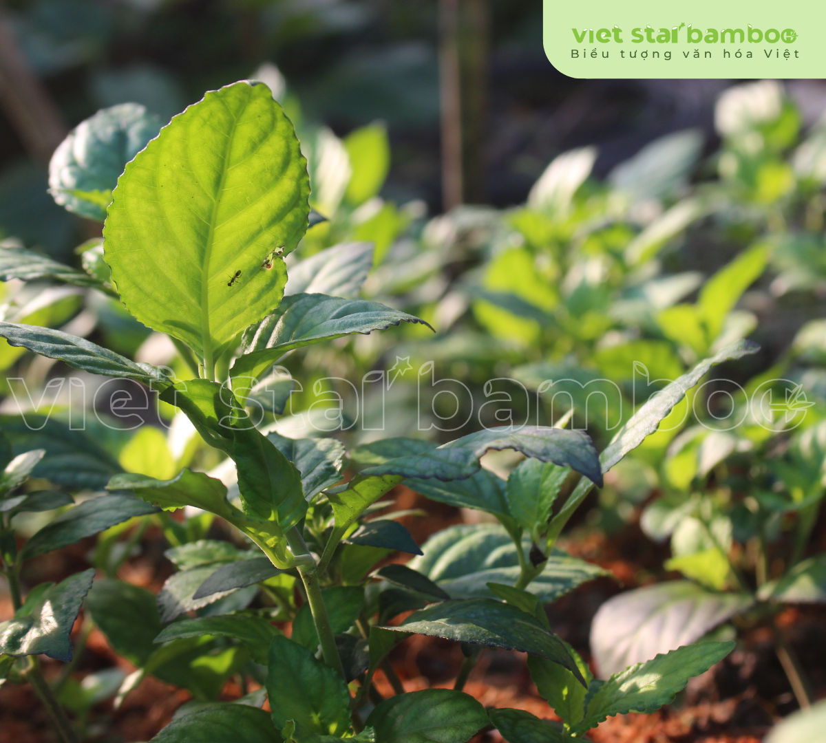 cây giống trà tiên