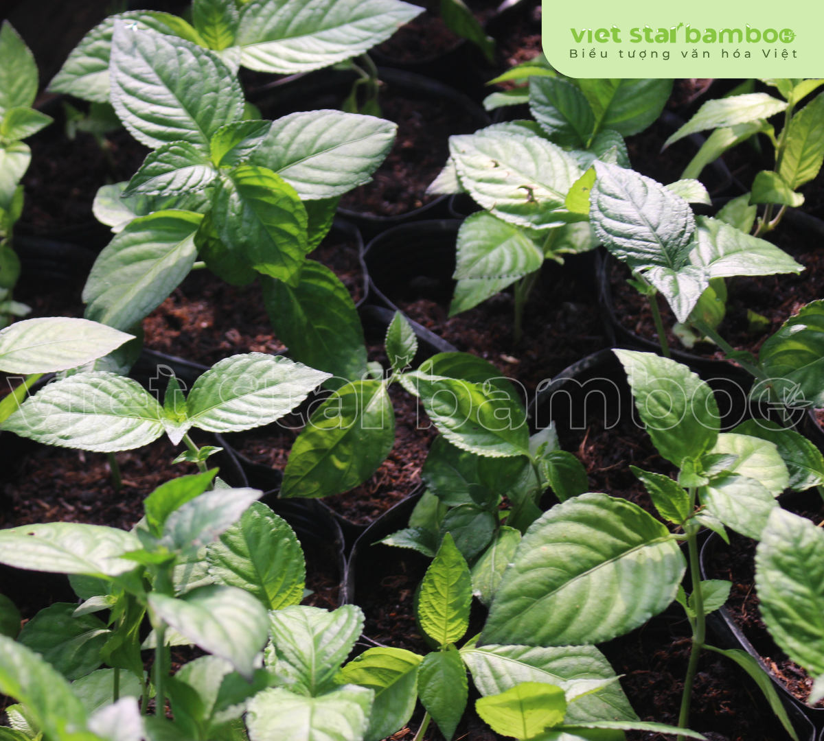 lá trà tiên tươi