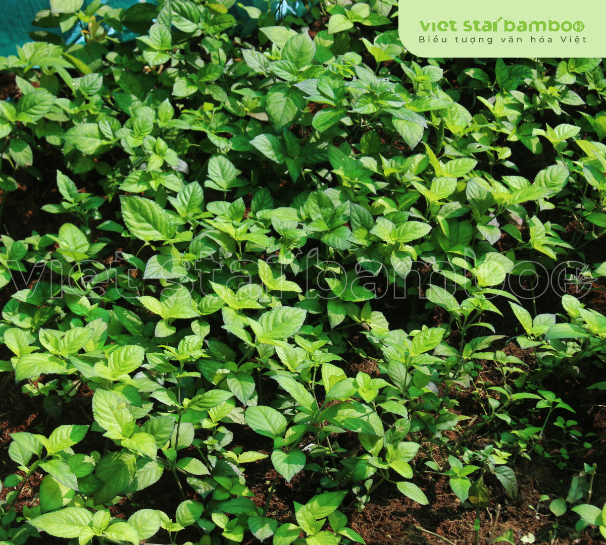 Vườn ươm trà tiên Núi Cấm