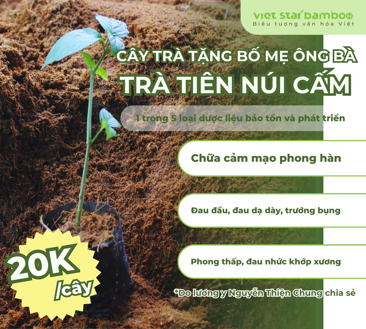 Trà tiên chậu 20k
