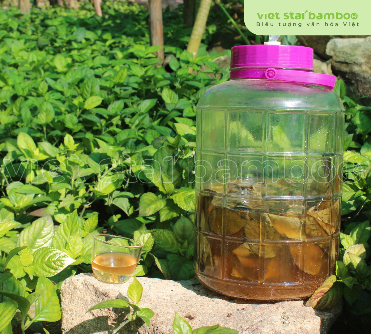 Vang trà tiên Núi Cấm