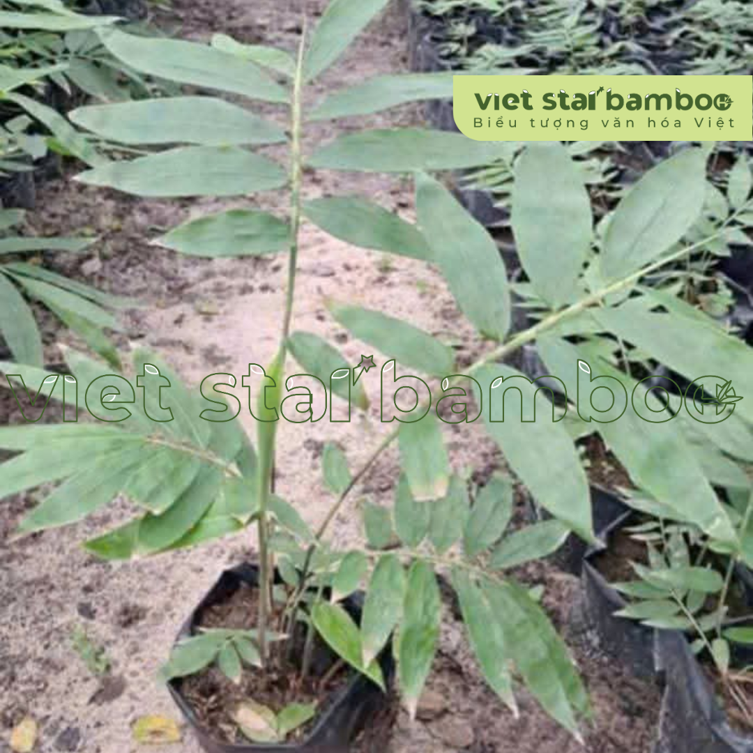 Cây Giống Cấy Mô Dendrocalamus Asper “Hitung” Thái Lan cao 35 – 40 cm