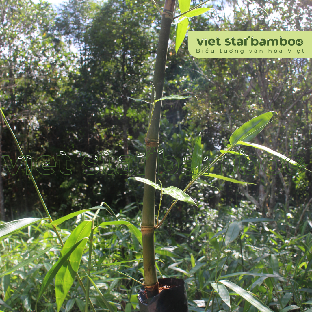 Tre Khổng Lồ Việt Nam Dendrocalamus Asper “Đá” Giâm Cành