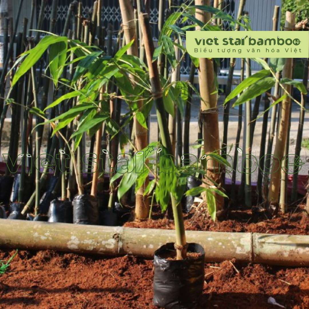Cây Giống Giâm Cành Dendrocalamus Asper “Đá” Núi Cấm