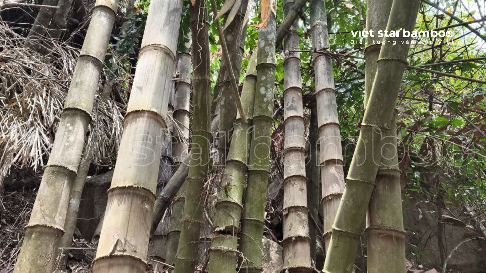 Lũy tre khổng lồ ở làng quê