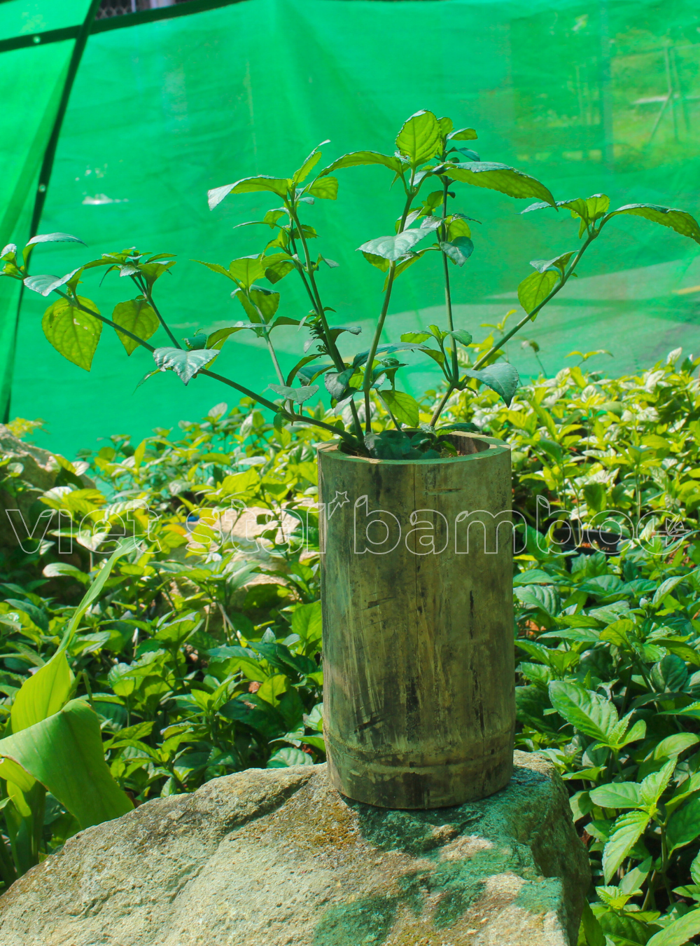 Trà tiên trưởng thành