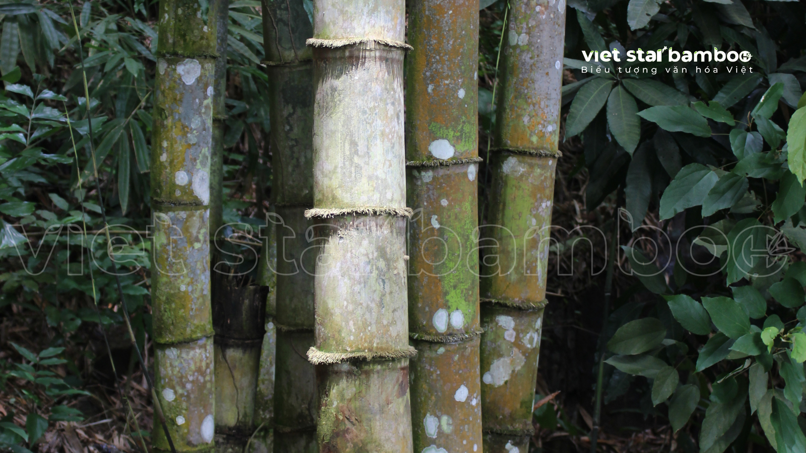 Tre trong dòng chảy văn hóa Việt - đồng hành qua thiên tai