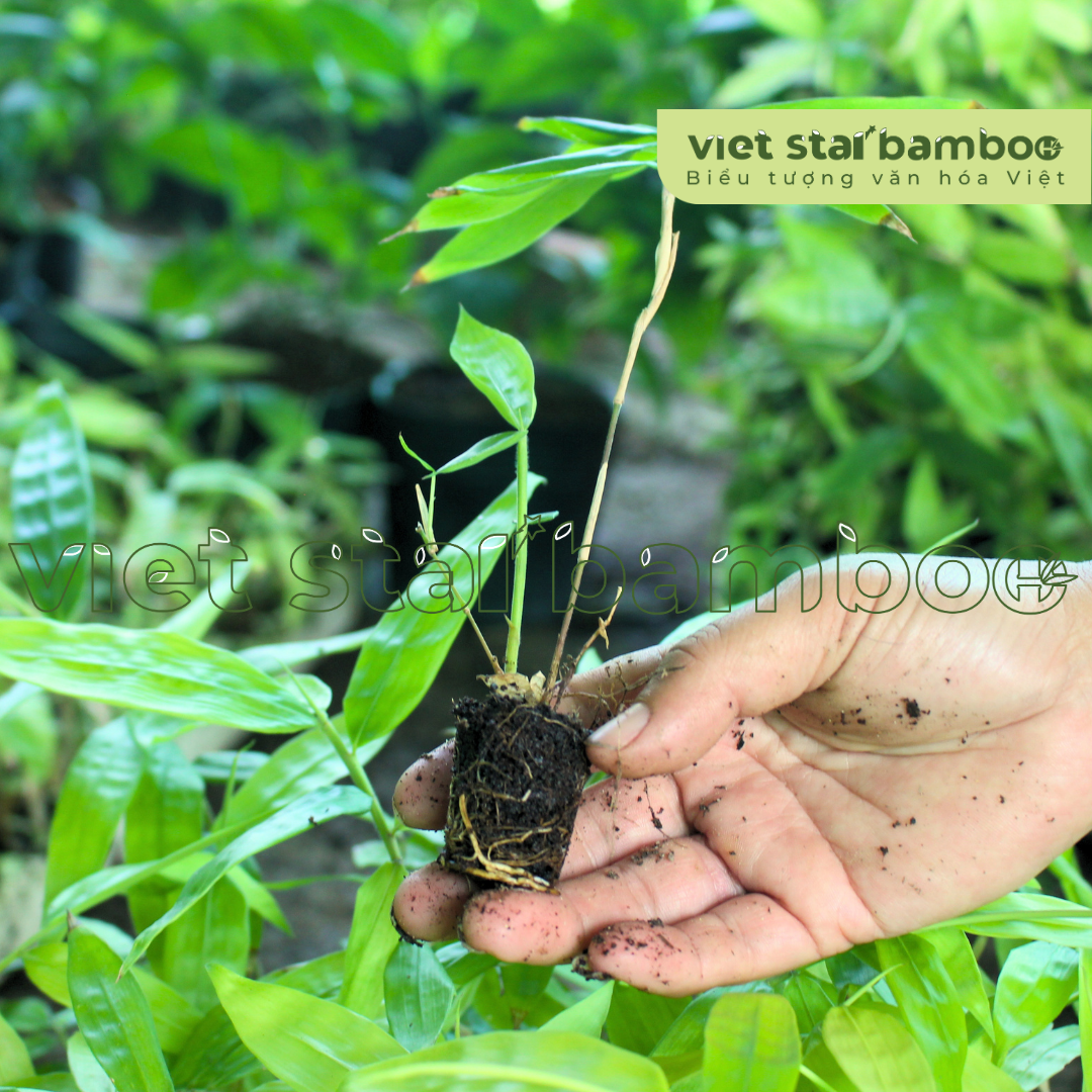 Cây Giống Cấy Mô Dendrocalamus Asper “Hitung” Thái Lan cao 8 cm