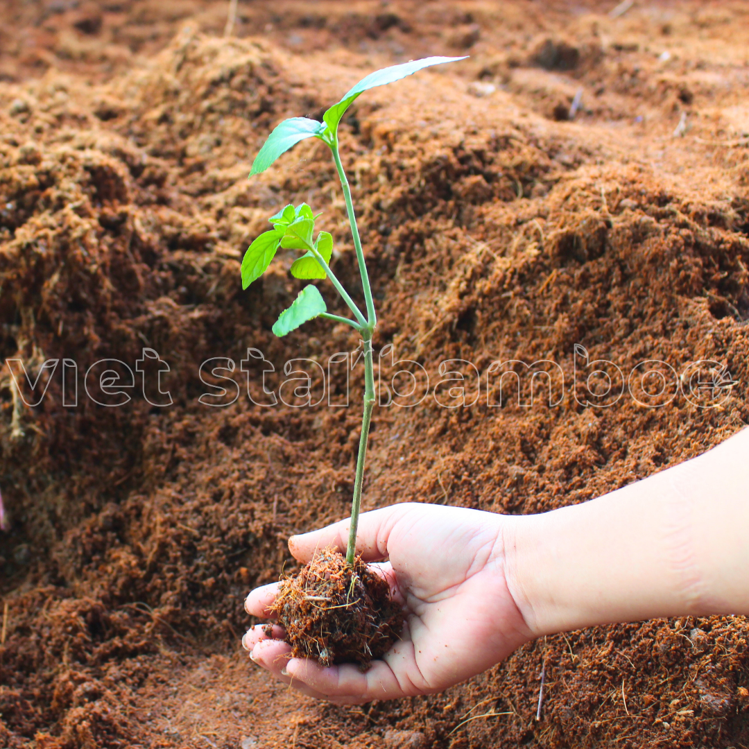 cây giống trà tiên