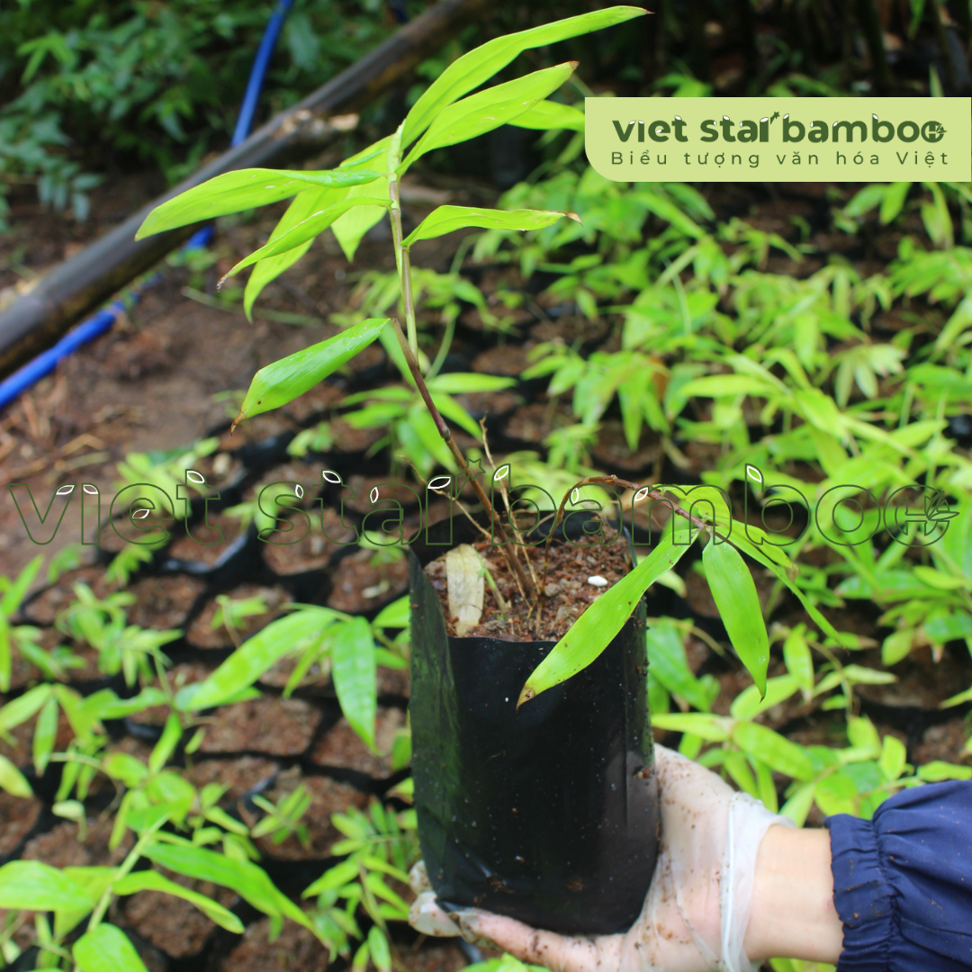 cây giống tre khổng lồ cấy mô viet star bamboo
