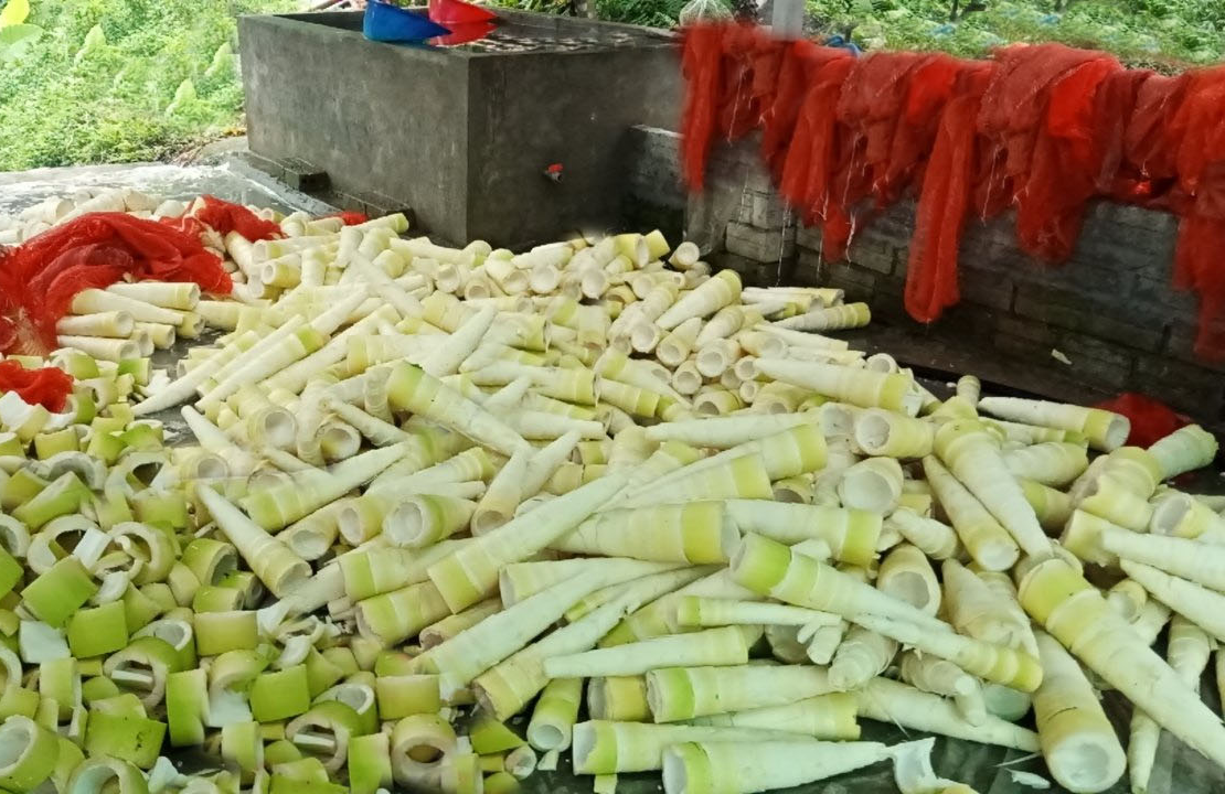 Để vựa măng Bát Độ phát triển bền vững và gia tăng giá trị