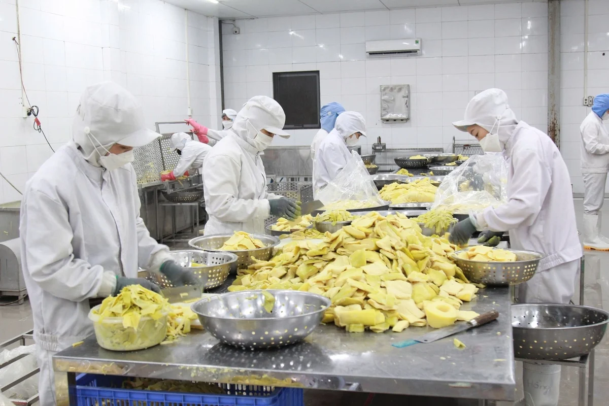 Sản phẩm măng Bát Độ được các doanh nghiệp sơ chế và xuất khẩu thô sang Nhật Bản. Ảnh: Thanh Tiến.