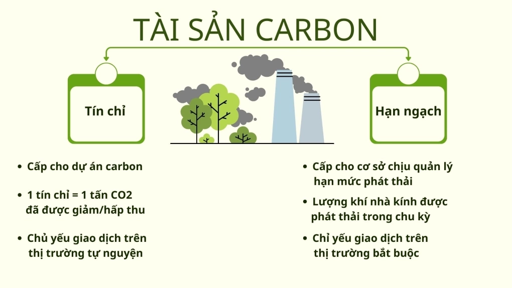 các loại tài sản carbon