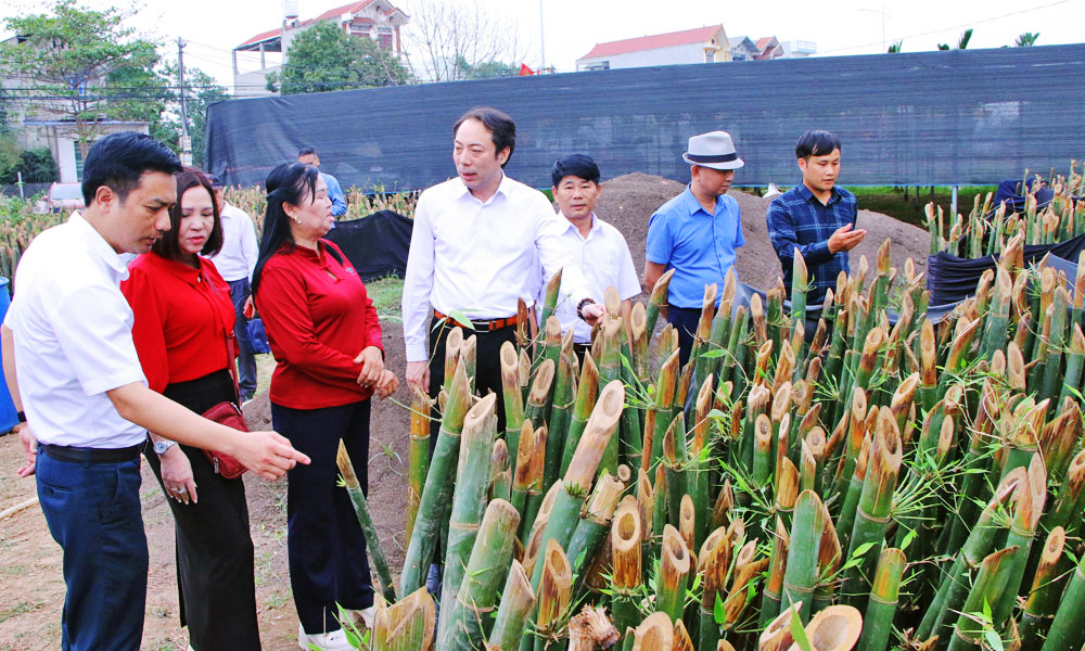 Lãnh đạo Liên minh Hợp tác xã tỉnh thăm vườn ươm măng lục trúc của hợp tác xã.