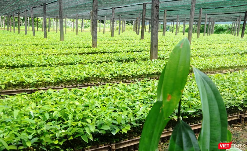 13/21 tỉnh thành đã triển khai phát triển vùng trồng dược liệu quý