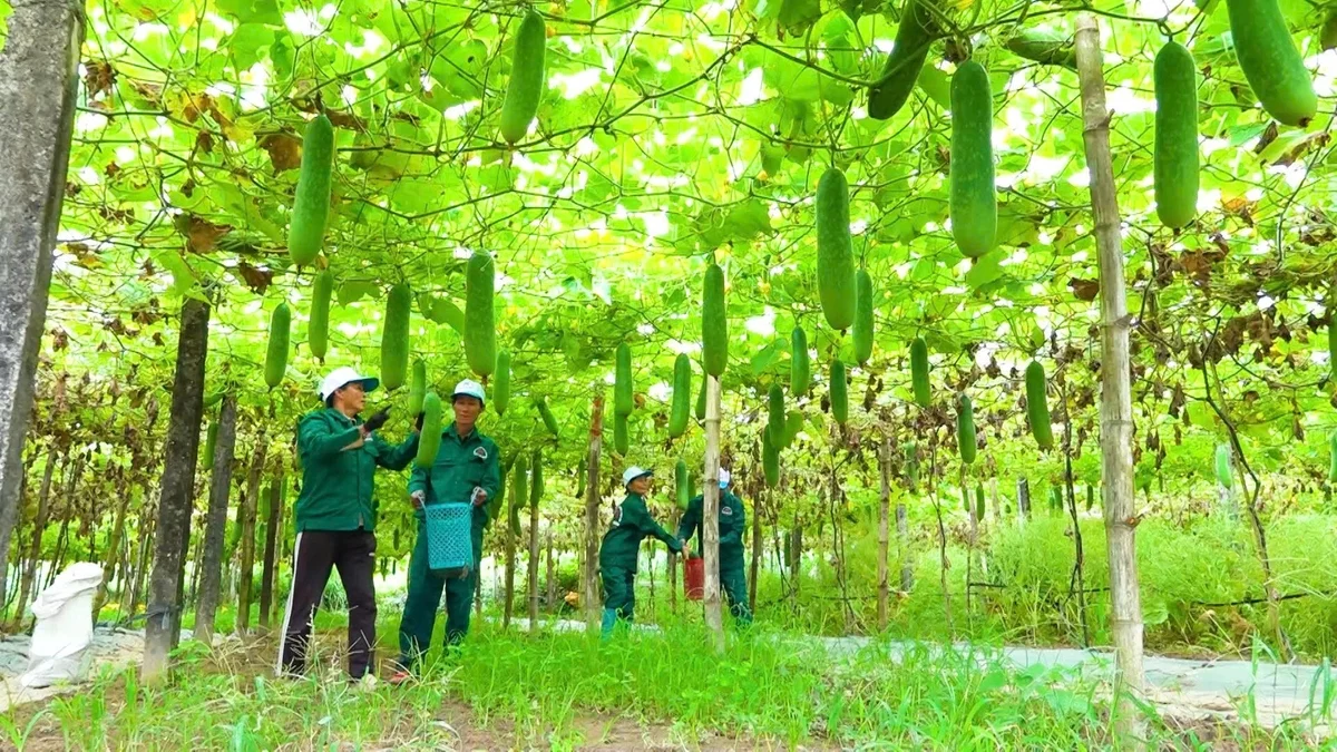 Mô hình sản xuất nông nghiệp ứng dụng tiến bộ kỹ thuật được hỗ trợ phát triển theo chính sách khuyến nông, góp phần nâng cao hiệu quả sản xuất cho người dân. Ảnh: Phạm Huy.