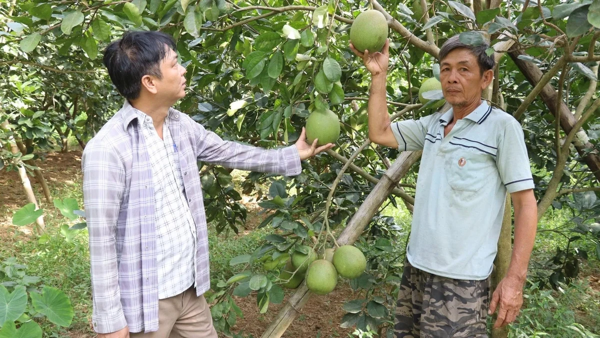Các mô hình khuyến nông được hỗ trợ theo từng địa bàn, góp phần thúc đẩy ứng dụng kỹ thuật, nâng cao hiệu quả sản xuất nông nghiệp. Ảnh: Phạm Huy.