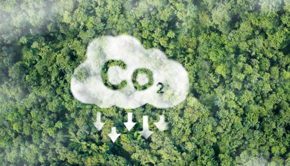 Nghiên cứu mới cho thấy lượng carbon cây hấp thụ qua quang hợp không phải carbon được lưu giữ lâu dài trong sinh khối gỗ. Ảnh: ResourceWise.