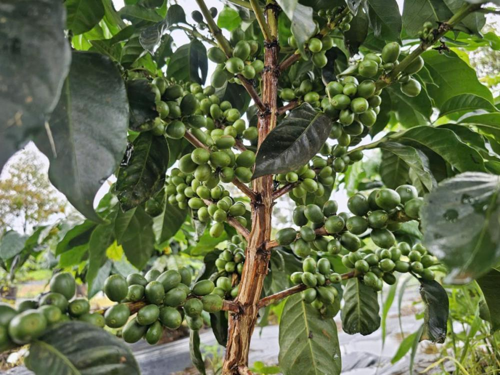 Cà phê HAGL sắp thu hoạch.
