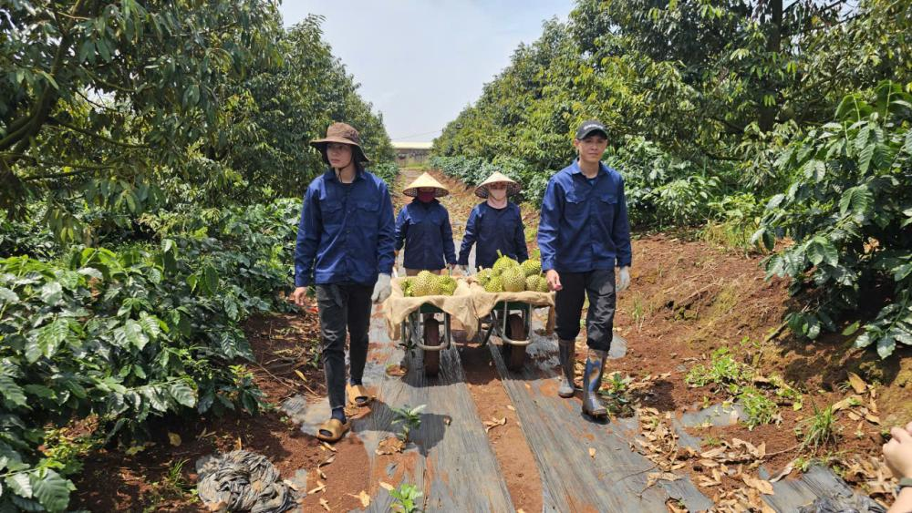 Thu hoạch sầu riêng của HAGL.