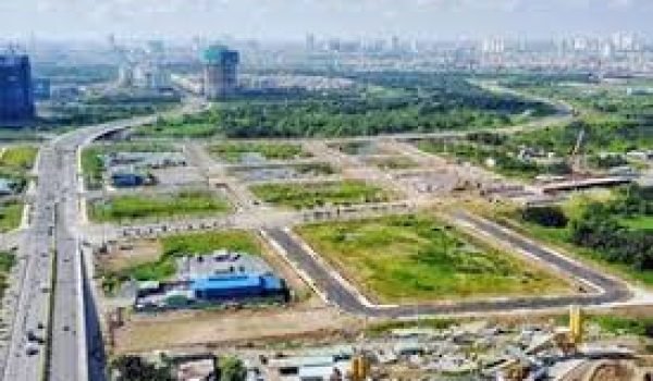 Ở Việt Nam có tre khổng lồ không? Những tỉnh nào Việt Nam có tre khổng lồ