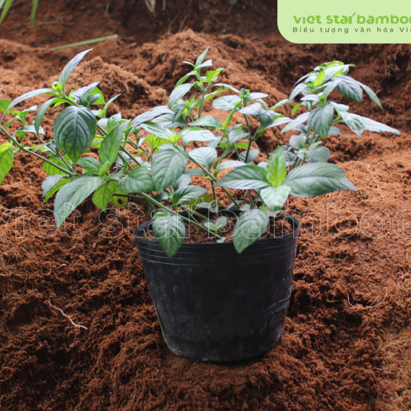 Trà Tiên Núi Cấm