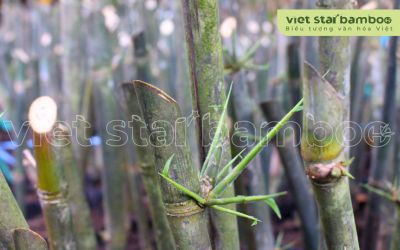 Cây giống tre 3 tháng tuổi
