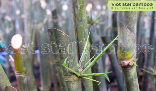Cây giống tre 3 tháng tuổi