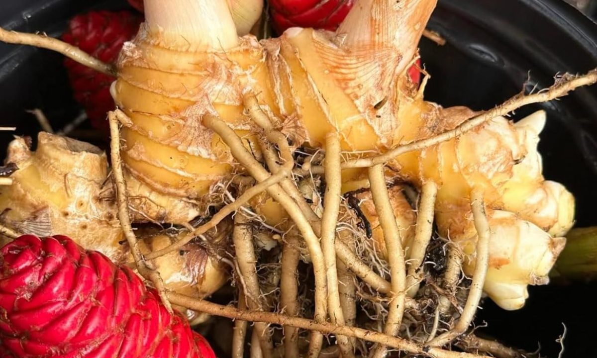 Hoa gừng gió cùng gừng