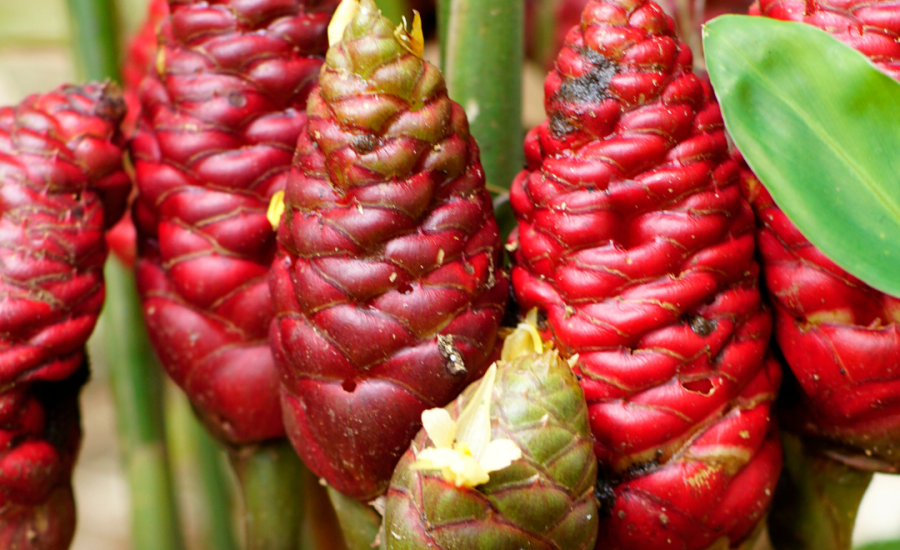 Hoa gừng gió núi cấm