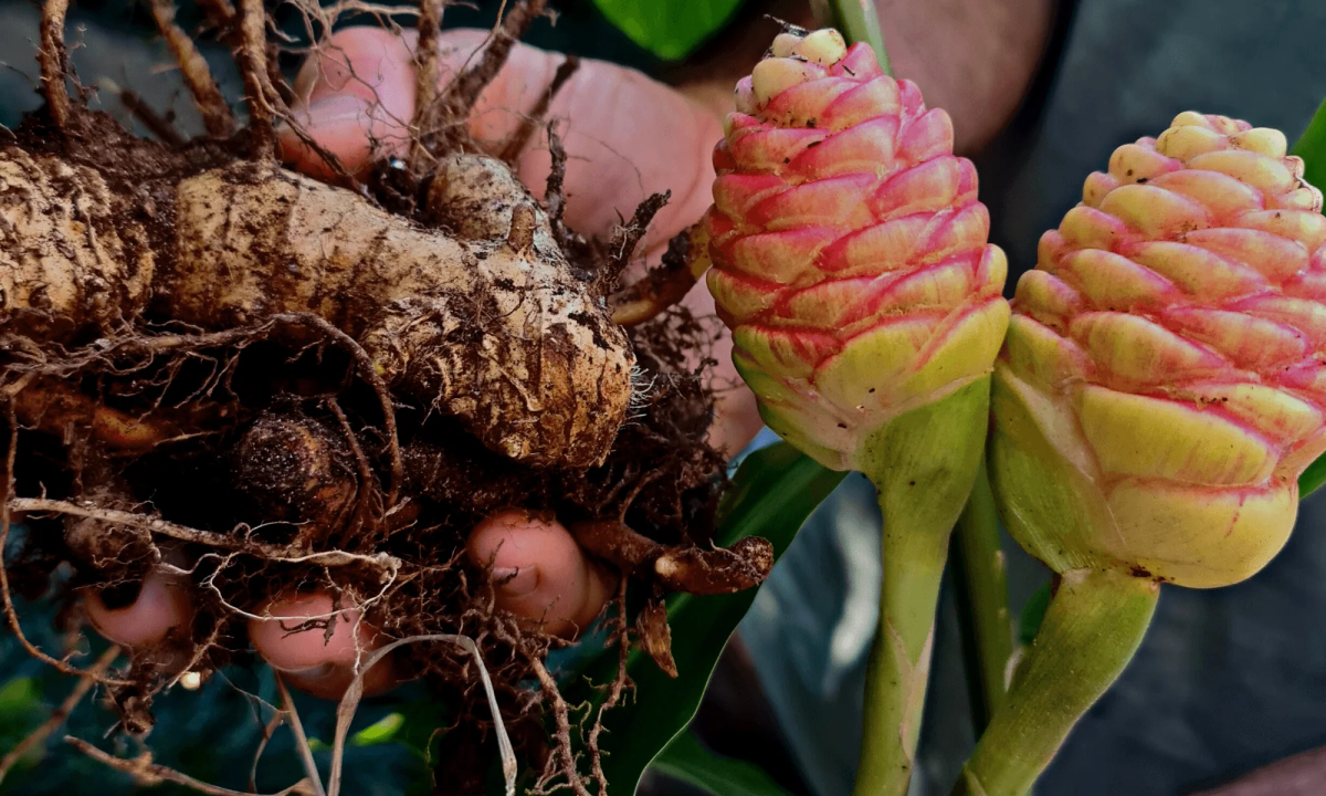 Gừng gió Núi Cấm