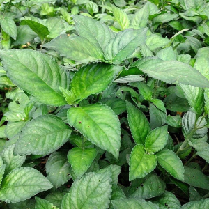 Cây trà tiên lá dứa núi cấm