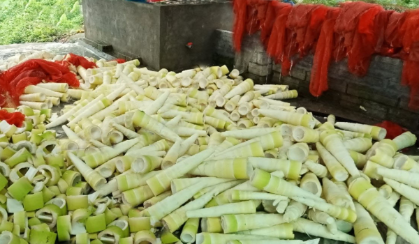 Để vựa măng Bát Độ phát triển bền vững và gia tăng giá trị