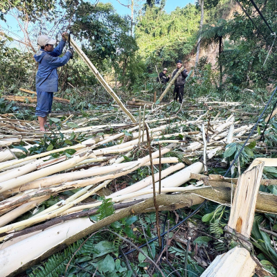 Đà Nẵng muốn xóa 90% rừng keo bằng các cây phù hợp trong 15 năm tới