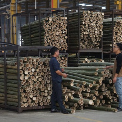 Phế thải cây tre thành than sinh học, mở lối mới cho tín chỉ carbon